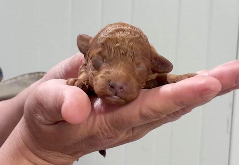 caniche Toy nacido octubre de 2025