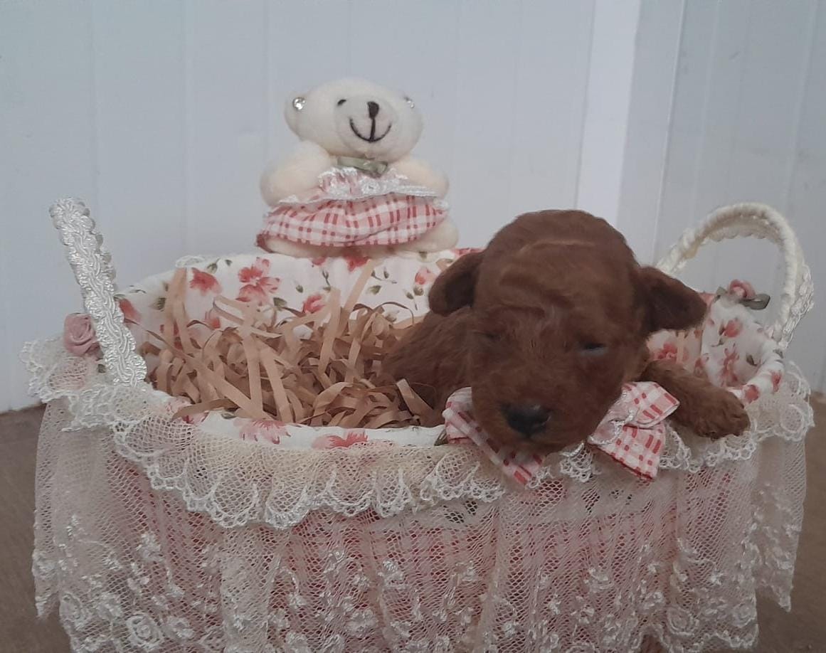 ostrebores caniche Octubre 2025